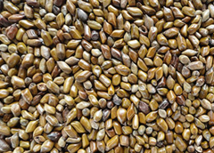 Cassia Tora Seeds - Image 1